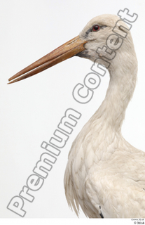 Black stork head neck 0008.jpg